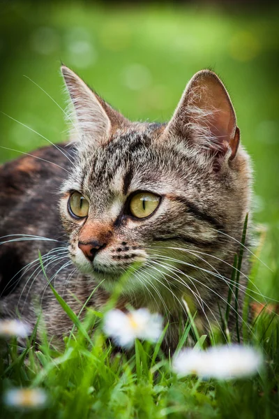 Gato doméstico — Fotografia de Stock