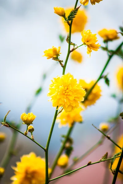 Keria japonica sobre fondo natural —  Fotos de Stock