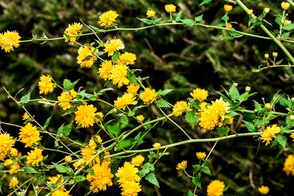 Keria japonica on nature background — Stock Photo, Image