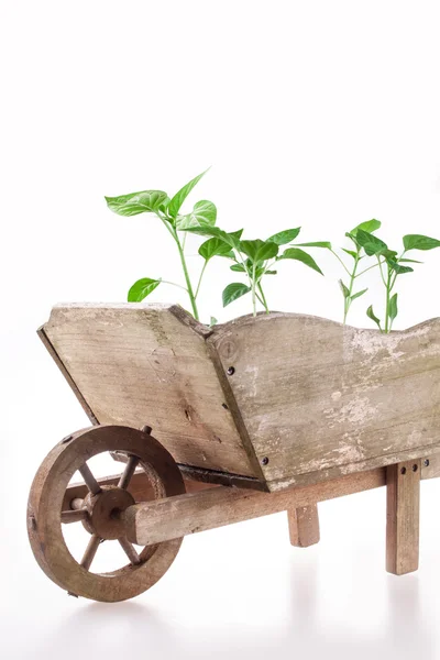 Pimientos de plántulas en una rueda de madera — Foto de Stock