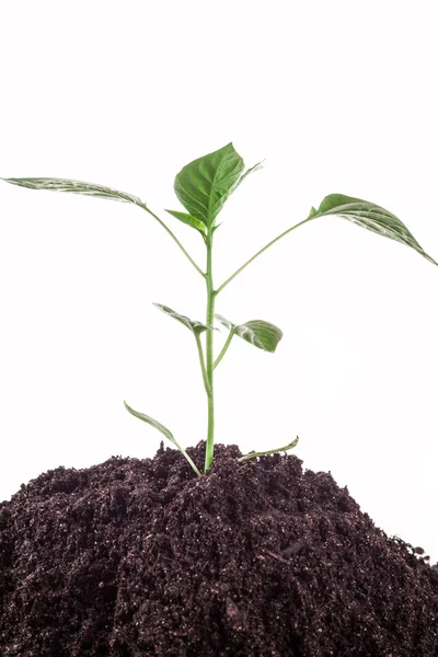 Liten växt paprika på vit bakgrund — Stockfoto