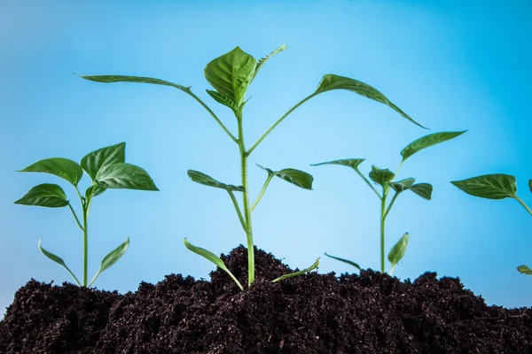 Pimentas de plantas pequenas — Fotografia de Stock