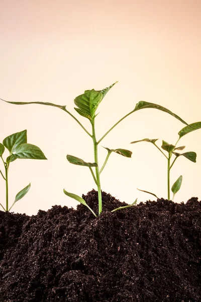 Pimentas de plantas pequenas — Fotografia de Stock