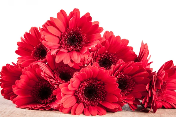 Gerbera auf weißem Hintergrund — Stockfoto