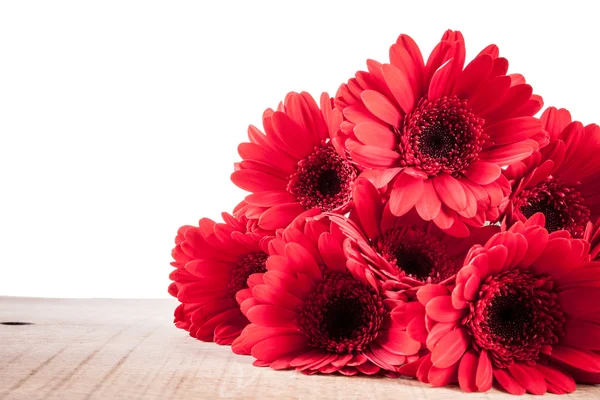 Gerbera em fundo branco — Fotografia de Stock