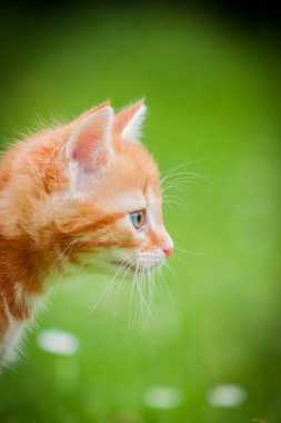 Turuncu bir çim de kedi bir