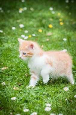 Turuncu bir çim de kedi bir