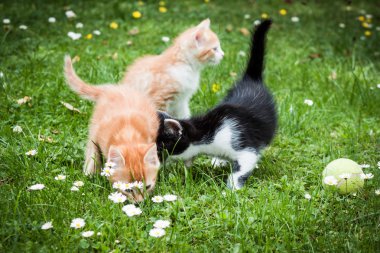 Çim de siyah ve beyaz kedi