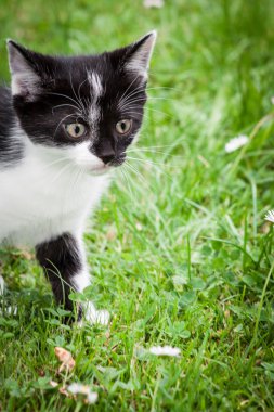 Çim de siyah ve beyaz kedi