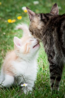 Turuncu bir çim de kedi bir