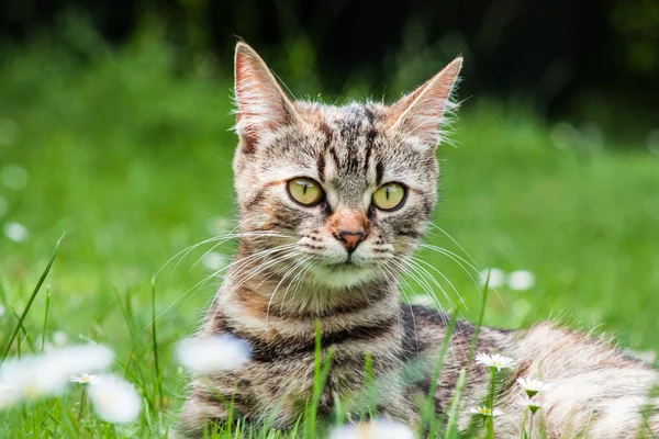 Binnenlandse kat — Stockfoto