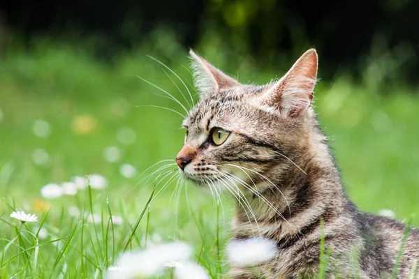 Binnenlandse kat — Stockfoto