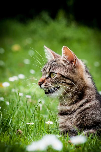 Бытовая кошка — стоковое фото