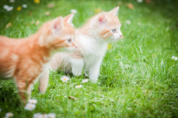 Turuncu bir çim de kedi bir — Stok fotoğraf