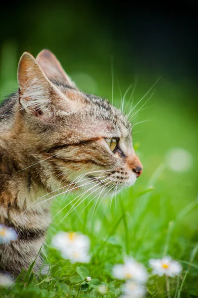 Gato doméstico — Fotografia de Stock