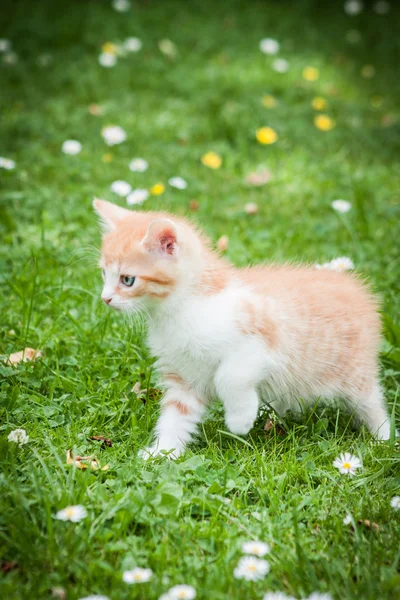 Arancione un gattino in un'erba — Foto Stock