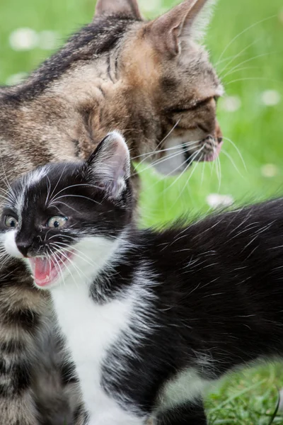 Gatinho preto e branco na grama — Fotografia de Stock