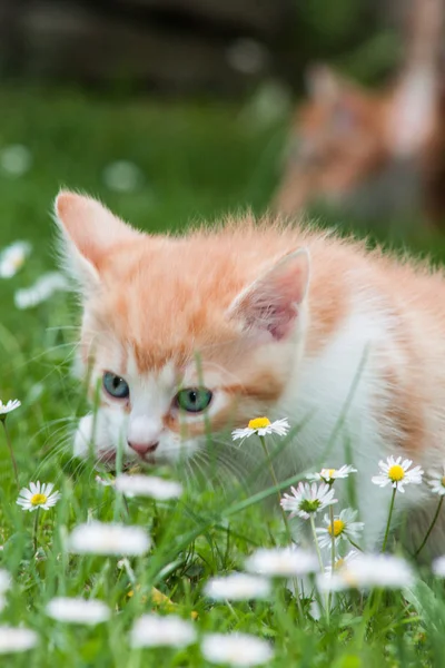 Naranja un gatito en una hierba — Foto de Stock