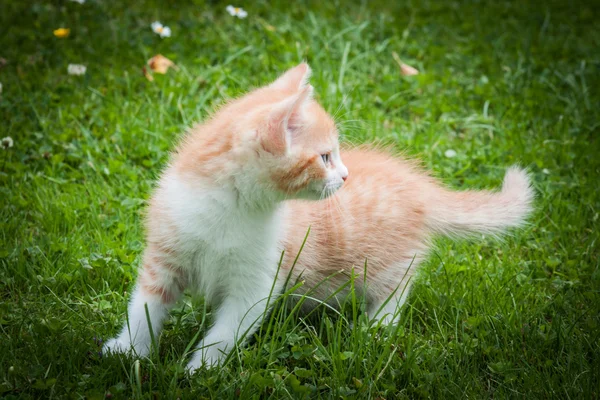 Narancs-a cica a fűben — Stock Fotó