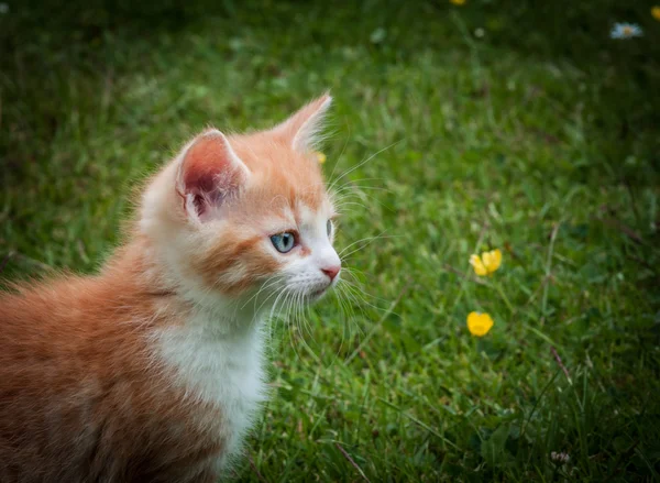 Laranja um gatinho em uma grama — Fotografia de Stock