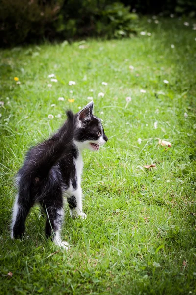 Μαύρο και άσπρο γατάκι στο χόρτο — Φωτογραφία Αρχείου