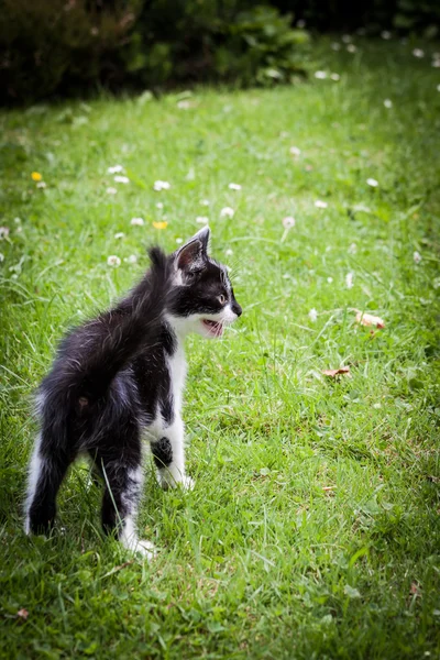 Gatinho preto e branco na grama — Fotografia de Stock