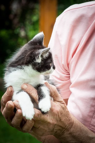 Negro y blanco gatito en la hierba — Foto de Stock