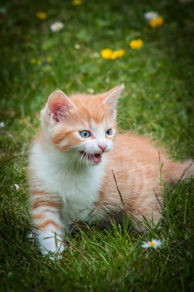 Arancione un gattino in un'erba — Foto Stock