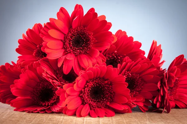 Gerbera su sfondo blu — Foto Stock