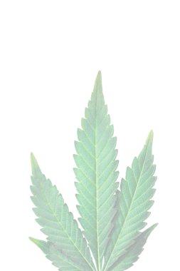 Beyaz arka planda marihuana yaprakları