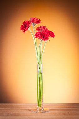 Gerbera cam vazoda