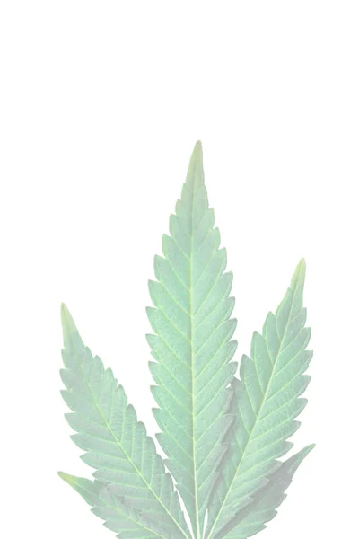 Marihuana bladeren op een witte achtergrond — Stockfoto