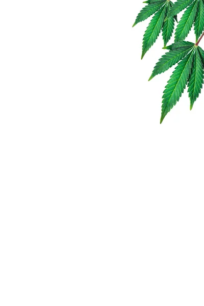 Hojas de marihuana sobre fondo blanco — Foto de Stock