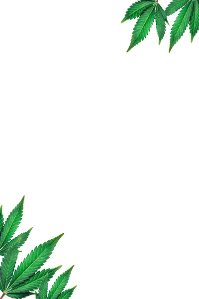흰 배경에 마리화나 잎이나 있다 — 스톡 사진