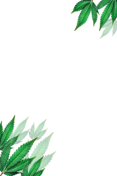 Marihuana liści na białym tle — Zdjęcie stockowe
