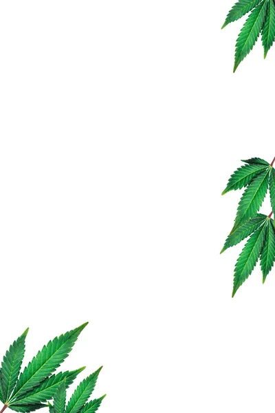 Foglie di marijuana su sfondo bianco — Foto Stock