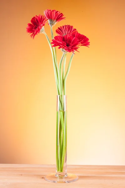 Gerbera in einer Glasvase — Stockfoto