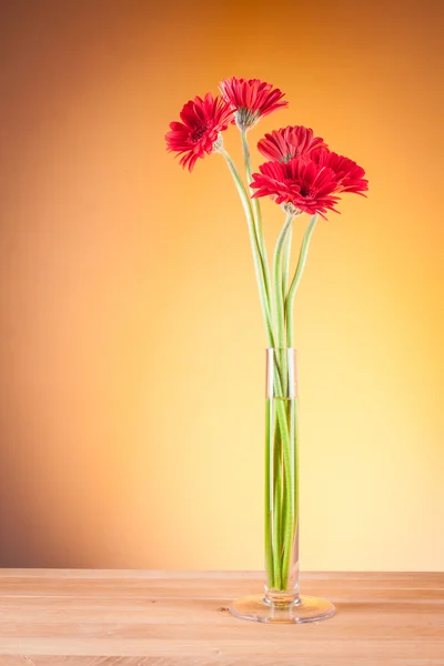 Gerbera em um vaso de vidro — Fotografia de Stock