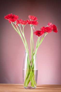Gerbera cam vazoda