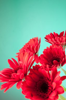 Yeşil arka plan üzerinde güzel Gerbera