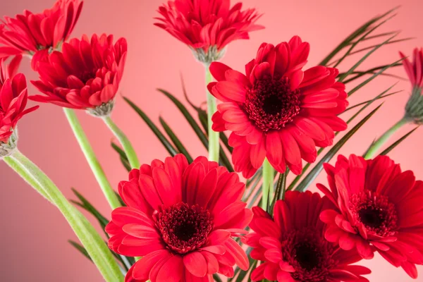 Gerbera su uno sfondo rosa — Foto Stock