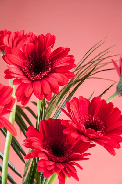 Gerbera sobre un fondo rosa —  Fotos de Stock