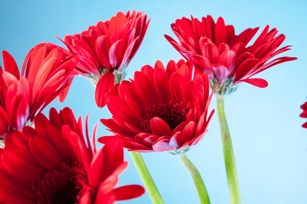 Gerbera in un vaso di vetro — Foto Stock