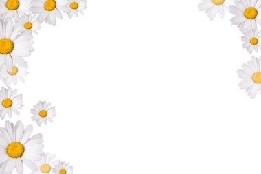 Daisy genel, izole üzerinde beyaz arka plan