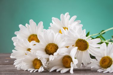 Ahşap bir masa üzerinde Leucanthemum vulgare
