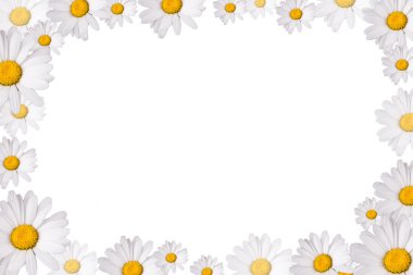 Daisy genel, izole üzerinde beyaz arka plan