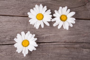 Ahşap bir masa üzerinde Leucanthemum vulgare