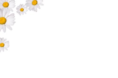 Daisy genel, izole üzerinde beyaz arka plan