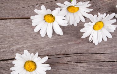 Ahşap bir masa üzerinde Leucanthemum vulgare