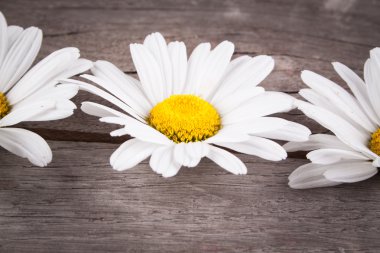 Ahşap bir masa üzerinde Leucanthemum vulgare